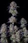 Preview: Samen 3x Original Blueberry Automatik Fast Buds